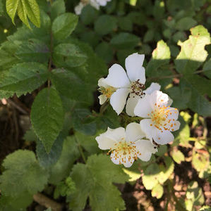 Meet your Posher, Sky